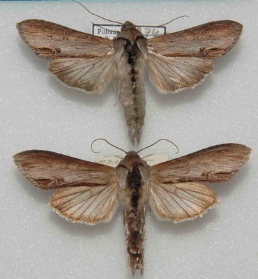 Cucullia asteris (Denis &amp;amp; Schiffermuller, 1775)