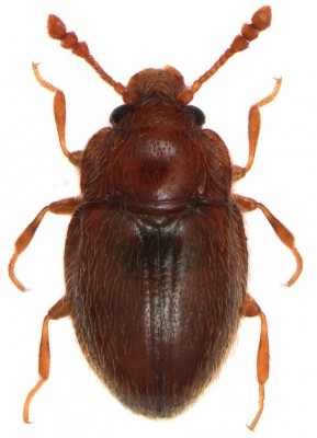 S.gibberosus.jpg