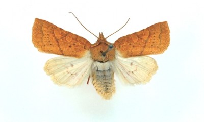 Jodia croceago_Kluczbork IX 1909, anonim (coll. MG Bytom).JPG