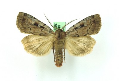 Coenophila subrosea_Podczerwone 6-7 VII 2002, leg. T. Blaik.JPG