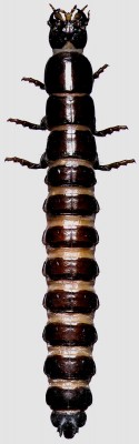 Carabidae_Carabus auratus.jpg