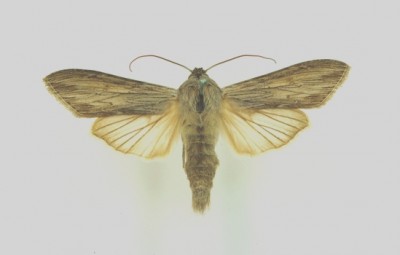 Cucullia balsamitae_Ligota Dolna 26 VI 1929, leg[1]. P. H. Raebel (coll. M. G. Bytom).JPG