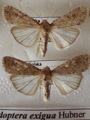 Spodoptera exigua