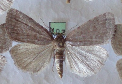 Acosmetia caliginosa