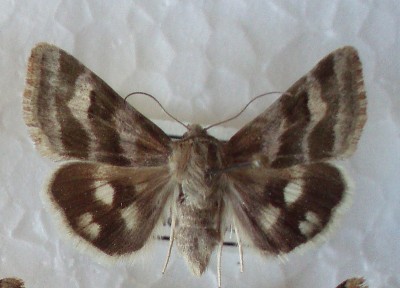 Heliothis ononis