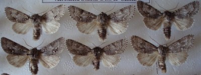 Acronicta menyanthidis