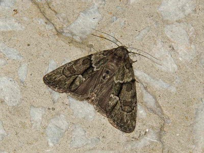 Cf. Cryphia fraudatricula (Hubner, 1803)