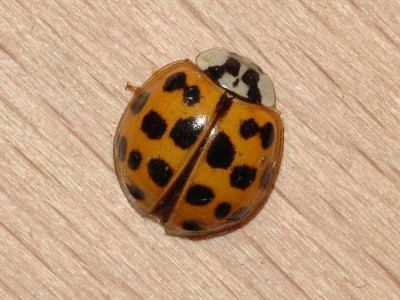 Harmonia axyridis - ?