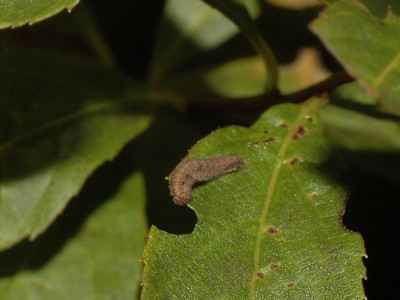 Neptis rivularis (SCOPOLI, 1763) - żerująca gąsienica - Podkarpacie, 30.09.2009.