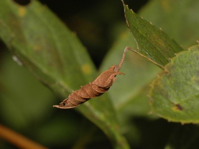 Neptis rivularis (SCOPOLI, 1763) - schronienie gąsienicy - Podkarpacie, 30.09.2009.