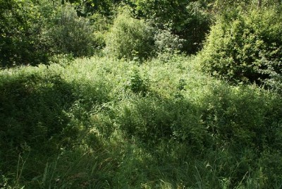 środowisko N. rivularis - często spotykany - w głębi tawuła Spiraea sp. Starachowice.jpg