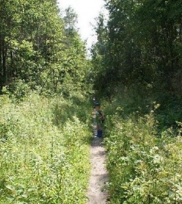 środowisko N. rivularis - zarośnięta wąskotorówka Starachowice.jpg