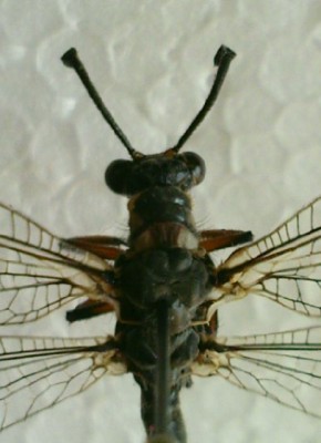 myrmeleon3.JPG