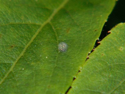 Neptis rivularis (SCOPOLI, 1763) - jajko - Podkarpacie.