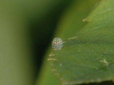 Neptis rivularis (SCOPOLI, 1763) - jajko - Podkarpacie.