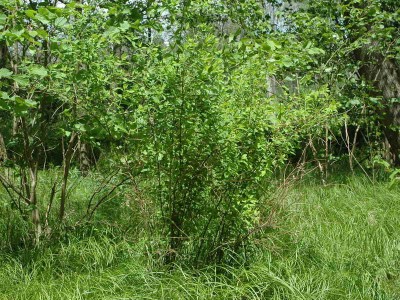 Roślina żywicielska - Spiraea sp.