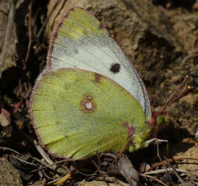 Colias hyale; samica