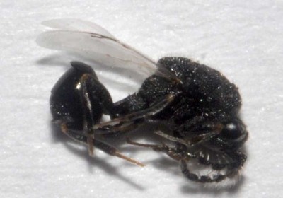 Eurytoma male