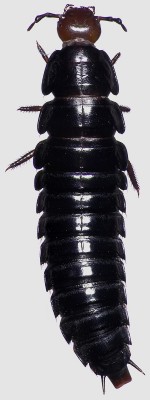 Silphidae_Dendroxena quadrimaculata.jpg