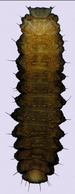 Cerylonidae_Cerylon.JPG