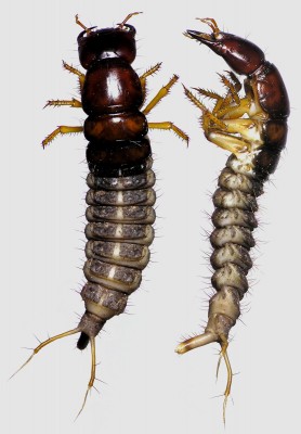 Staphylinidae_Dinothenarus pubescens.jpg