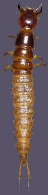 Staphylinidae_Philonthus.jpg