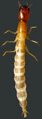 Staphylinidae_Othius.jpg