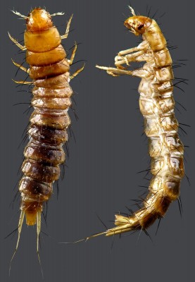 Staphylinidae_Tachinus.jpg