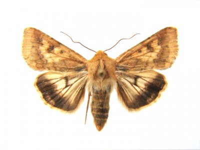 Helicoverpa armigera.jpg