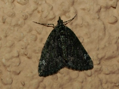 Ch.siterata PA236351.JPG