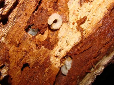 Aesalus - larwy.jpg