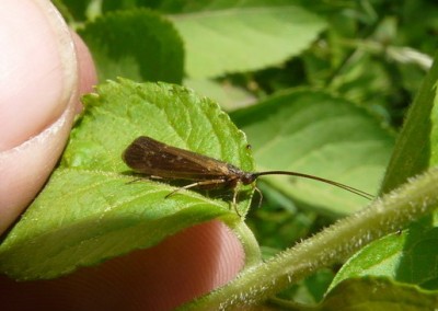 11) YT04_ 29.05.2008. Gołuchów, zbiornik.jpg