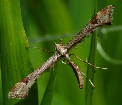 11 czerwca; Pieniny Spiskie