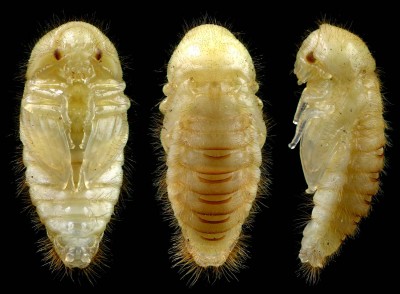 Dermestidae_Dermestes laniarius pupa.jpg