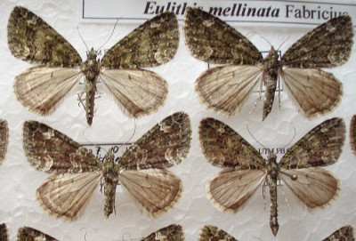 Chloroclysta siterata