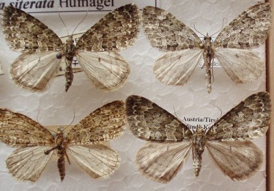 Chloroclysta miata