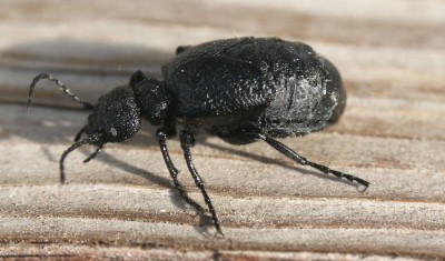 Meloe rugosus 24.11. 2009.jpg