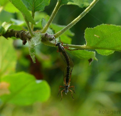 para Neomochtherus pallipes