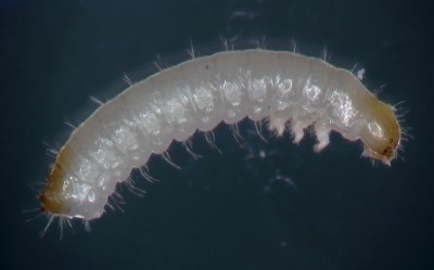 Ciidae_larvae.jpg