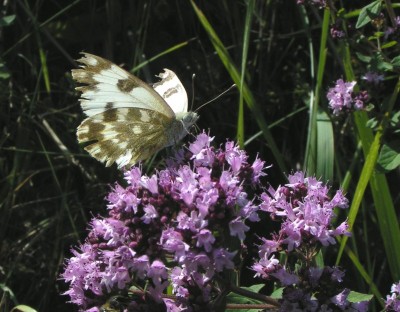 PICT3818a Pontia edusa 11.8.08 Opalenie CE55.JPG