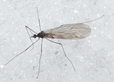 Trichoceridae