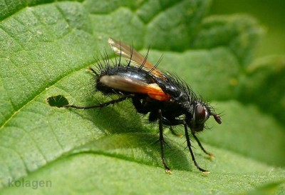 diptera1