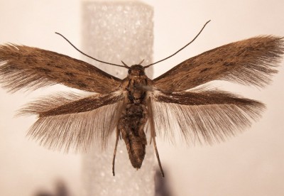 Scythris buszkoi Hrubieszów e.l. X 2009, larwy X 2009 na Lycium barbarum, leg. G. Chowaniec, det. J. Buszko