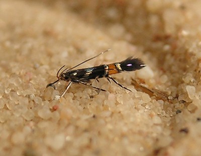 Cosmopterix zieglerella e.l.