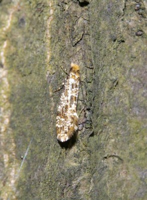 Nemaxera betulinella.JPG