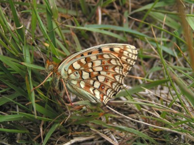 543a-07 Argynnis niobe 7.07.07 Szcz. Jaworki DV67.JPG