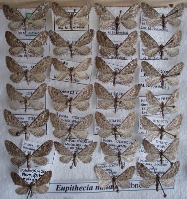 Eupithecia nanata