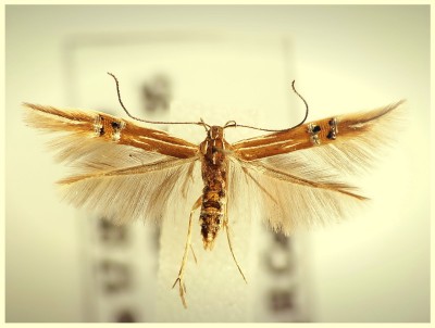 Cosmopterix lienigiella.jpg