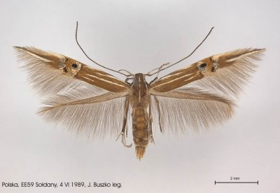 Cosmopterix lienigiella.jpg