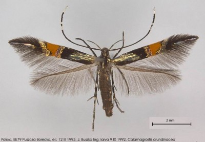 Cosmopterix orichalcea.jpg